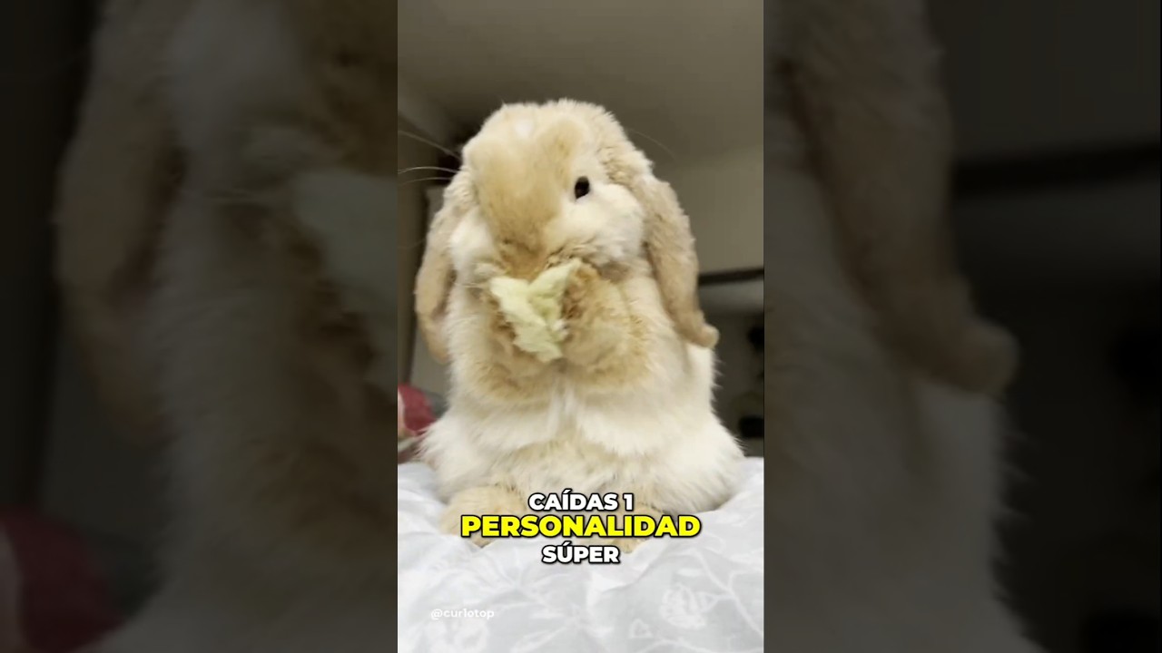 ✨ Conoce al MINI Lop Bunbun 🐰 una mascota adorable y tierna 🐾 
