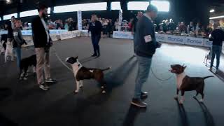 Società Italiana Terriers - Terrier Club Show 2018 -  Bull Terrier Show by Unborn 675 views 1 year ago 23 minutes