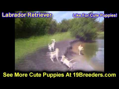 labrador-retriever,-puppies,-for,-sale,-in,-olathe,-kansas,-county,-ks,-fairfield,-litchfield,-middl