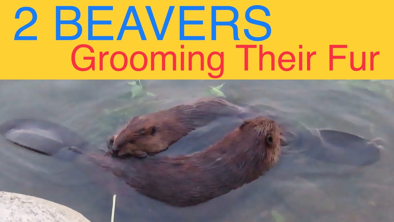Watch This AMAZING BEAVER Video of 2 Beavers Grooming Their Fur