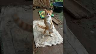 🐶 #viralvideo #shortvideo #reels #hotshot #business #cartoon cat dance 🐶