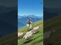 AFGANISTAN MOUNTAIN SHEPHERD LIFE