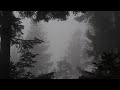 Wind in a foggy spruce forest 1 hour of wind sound relaxing stress relief study sleep