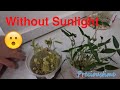 Plant VS Sunlight Experiment 2 - Plant Turn Yellow Due to No Sunlight