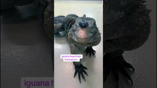 HEAD BOB TRANSLATION:  #reptiles #iguana