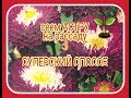 🌱АСТРА, СЕЕМ НА РАССАДУ, В УЛИТКУ, суперский способ