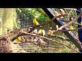 Amazing bird breeding update  finches canary budgies bird aviary  s3ep2 birds nature bird