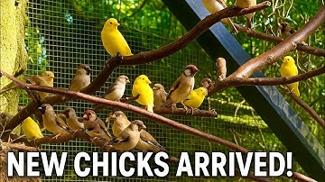 🤩Amazing Bird Breeding Update | Finches, Canary, Budgies, Bird Aviary | S3:Ep2 #birds #nature #bird