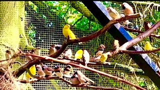 Amazing Bird Breeding Update | Finches, Canary, Budgies, Bird Aviary | S3:Ep2 #birds #nature #bird