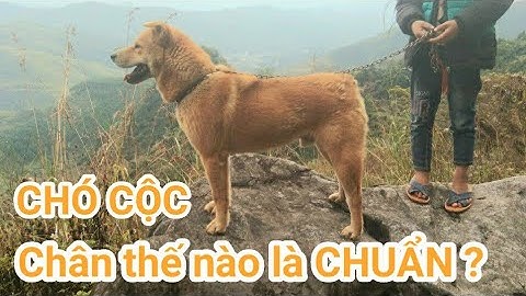 Chó Cộc Chân Như Thế Nào Là Chuẩn Đẹp? Cùng Bàn Luận Nhé! Chó Cộc H