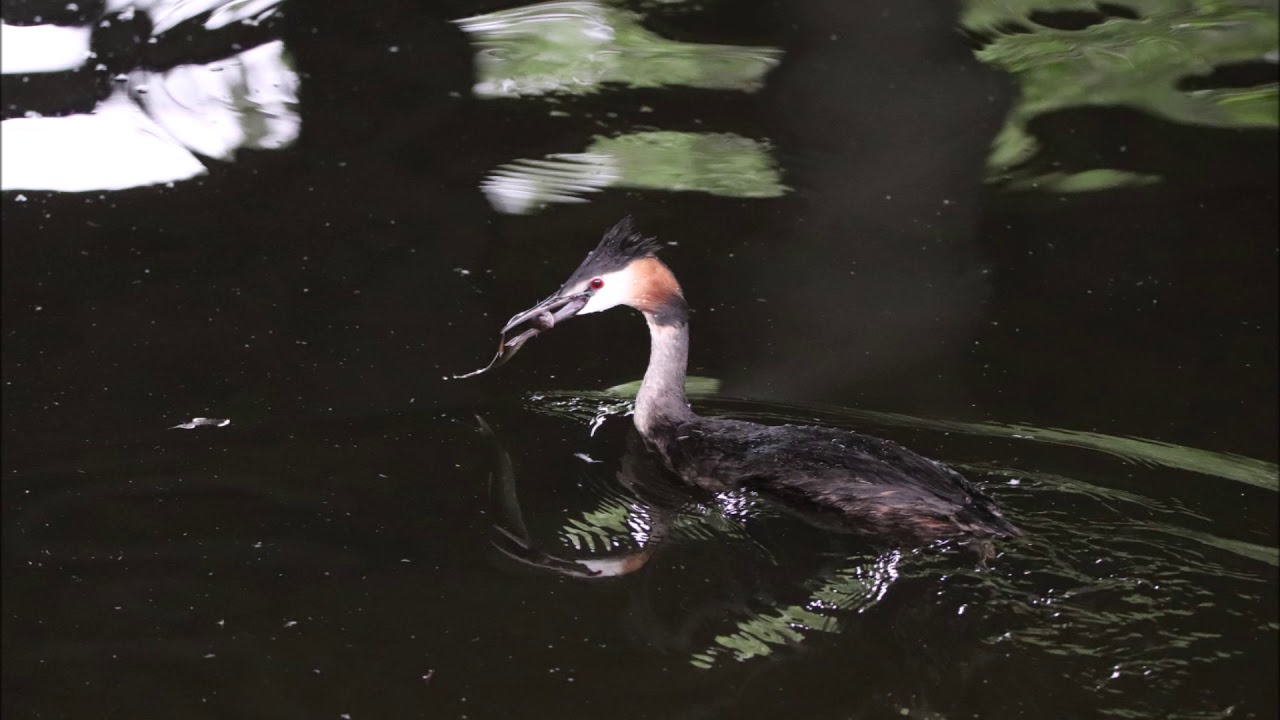 Great Crested Grebe underwater 25 June 2019