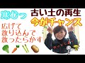 【春1番乗りで野菜をつくろう!】あっちゃ〜、放ったらかしの土いっぱいあるわ〜😅 How to reclaim old soil in winter.