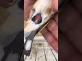 برد قارص السبب الرئيسي في مرض الكوكسيديا