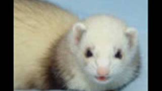 Weasel Stomping Day - Weird Al Yankovic