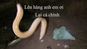 Câu cá chình sông tập 4 kết quả không tưởng/cẩm anh hhb