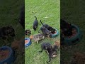 Los perritos ya comen purina con higado y les encanta.