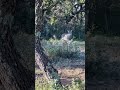 Deer Hunting in Texas | Buck in Rut