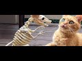 funny moment with animals | Funny GB