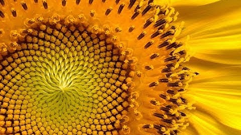 Episode #120 - Ruby Objects and Memoization | Preview