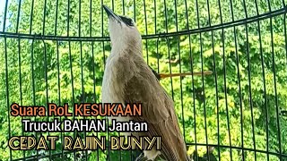 Trucuk BETINA memanggil jantan Suara KESUKAAN untk Pancingan Trucukan gacor jantan BAHAN Cepat bunyi