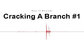 Cracking A Branch #1 Sound Effect