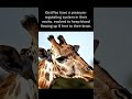 Giraffes necks has evolved to keep blood flowing up 6 feet to their brain #giraffe #wildlife