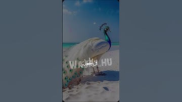 اللهم آمين يارب العالمين #الله #قران الكريم شهر رمضان #الله #يارب
