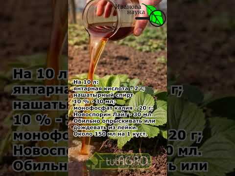 КЛУБНИКА ЗАВАЛИТ УРОЖАЕМ! 🍓 Сделай ЭТУ весеннюю подкормку!