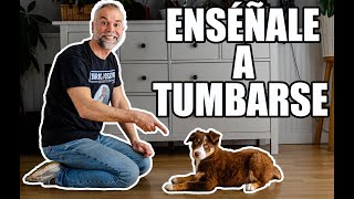 Enseña a tu Perro a Tumbarse en 5 min