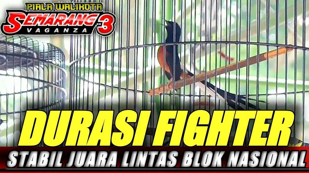 ROLL TANCEP❗TERBARU MURAI BATU MAHAMERU ALEX .HK FIGHTER DURASI AKTIF KUAT MAIN 4X JUARA||KICAUMANIA