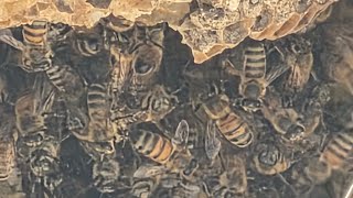 Day 030 - PCT - Bees and Caves