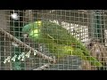 しゃべるおもしろい鳥(最後に問題発言あり)/ 東山動物園