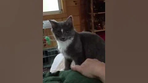 Video 7344861: turkish angora mix, cat rescue kitten, rescue cat adoption, cat kitten love, adorable cats dogs, home cat adorable