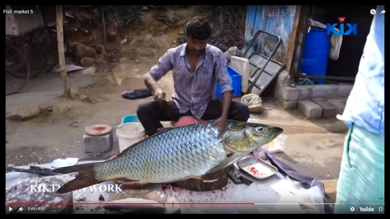 Indian Fish Market | Kiktv StreetFood | KikTV Network