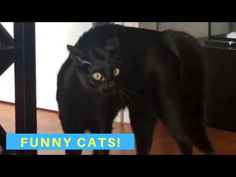 funny-cat-videos---cats-being-cats
