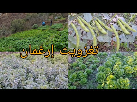 جوله في تغزويت إرغمان نواحي الحسيمه الفلاحه التقليديه واد غيس الحسيمة