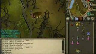 Bob the jagex cat