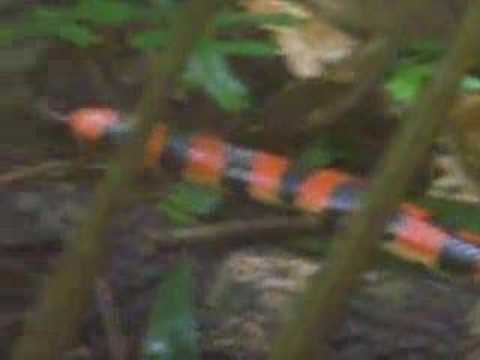 Serpiente Coral, Selva Amazonica