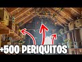 +500 PERIQUITOS EN UN AVIARIO