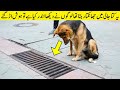 لوگوں نے جالی کھولی تو یقین نہ آیا Dog Looked In Drain Daily People Could Not Believe When Opened