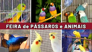 Feira de Pássaros e Gaiolas do Cordeiro   #passaros #criarpassaros #feiralivre