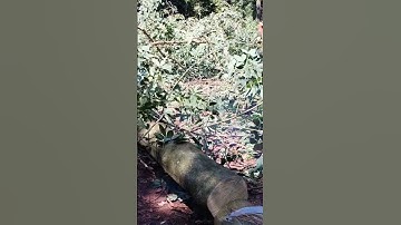 thợ cưa mới cùng máy cưa stihl 660 #short #maycuaxich (đăng ký kênh nhé 👉🔔💥