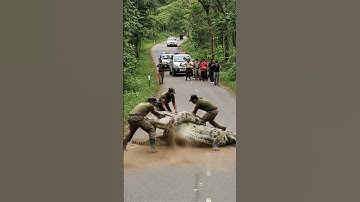 Saving Crocodile from Python Deadly Attack! #shorts