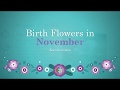 Korean Birth Flowers for November