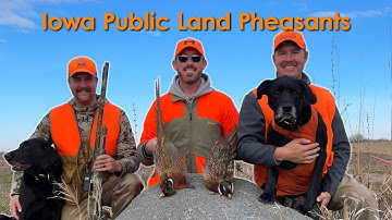 Iowa Public Land Pheasant Hunt - Finding Pressured Birds With Pointing Labs