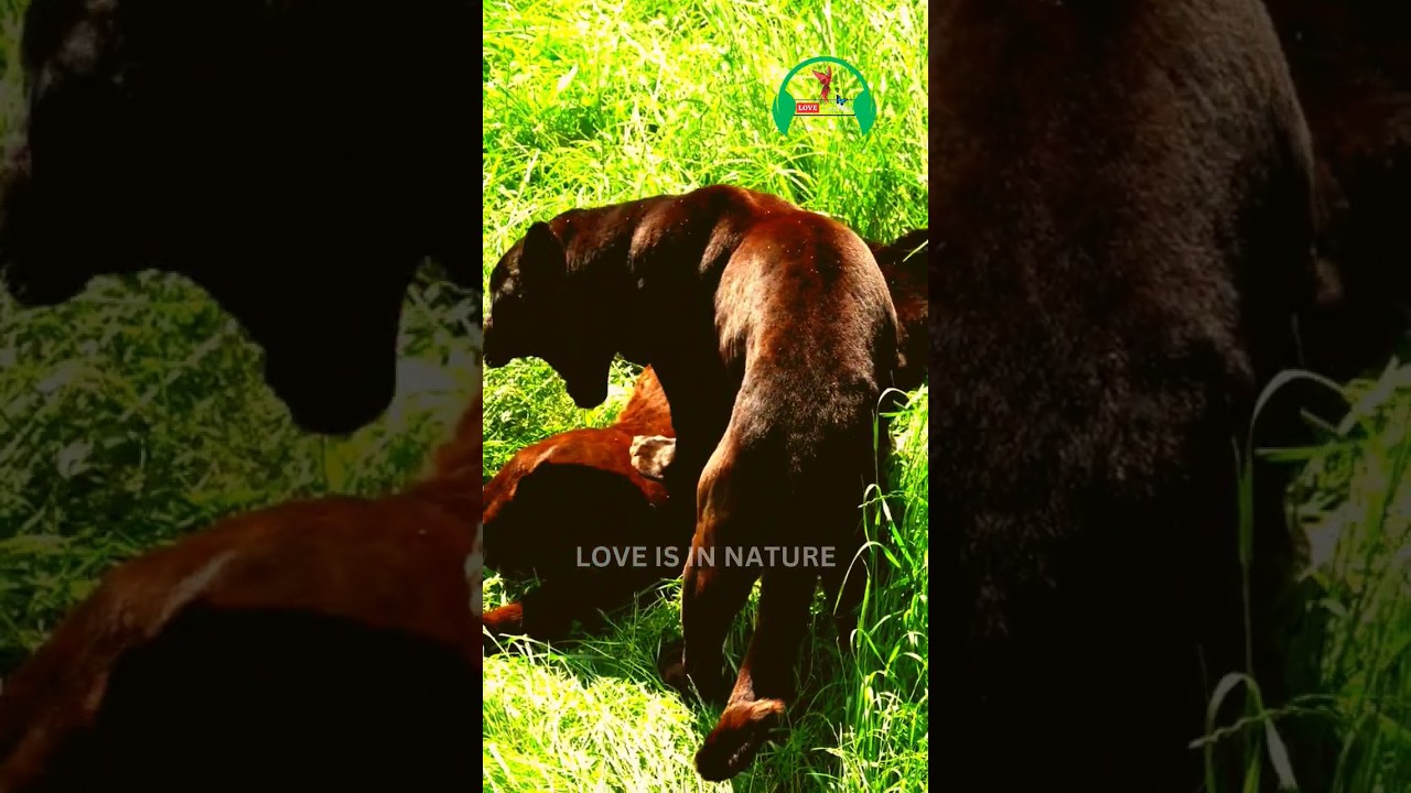 Panthers Unveiled: Quick Insights  