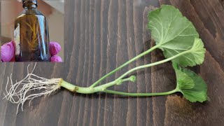 Neither perlite nor vermiculite! 100% way to root pelargonium