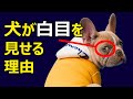 犬が人に甘える為に進化して獲得した能力