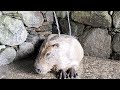 【LIVE】カピバラの水風呂っぽい雑談 Capybara cold Bath