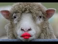 Бесфамильная овца | Как разговаривать с коллекторами по телефону